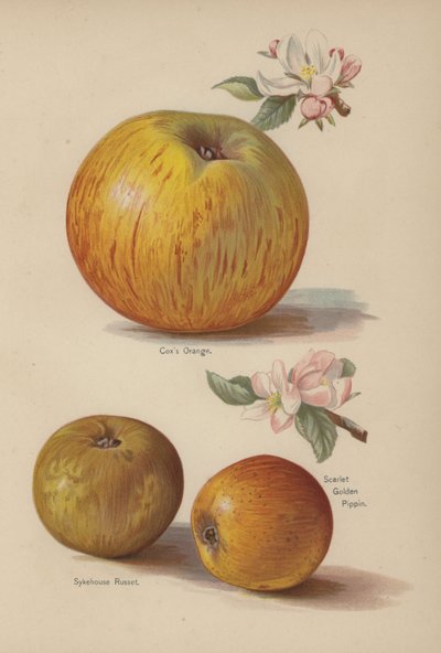 Coxs Orange, Sykehouse Russet, Scarlet Golden Pippin by English School